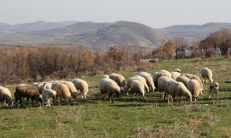 Migration Image