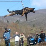 тричане