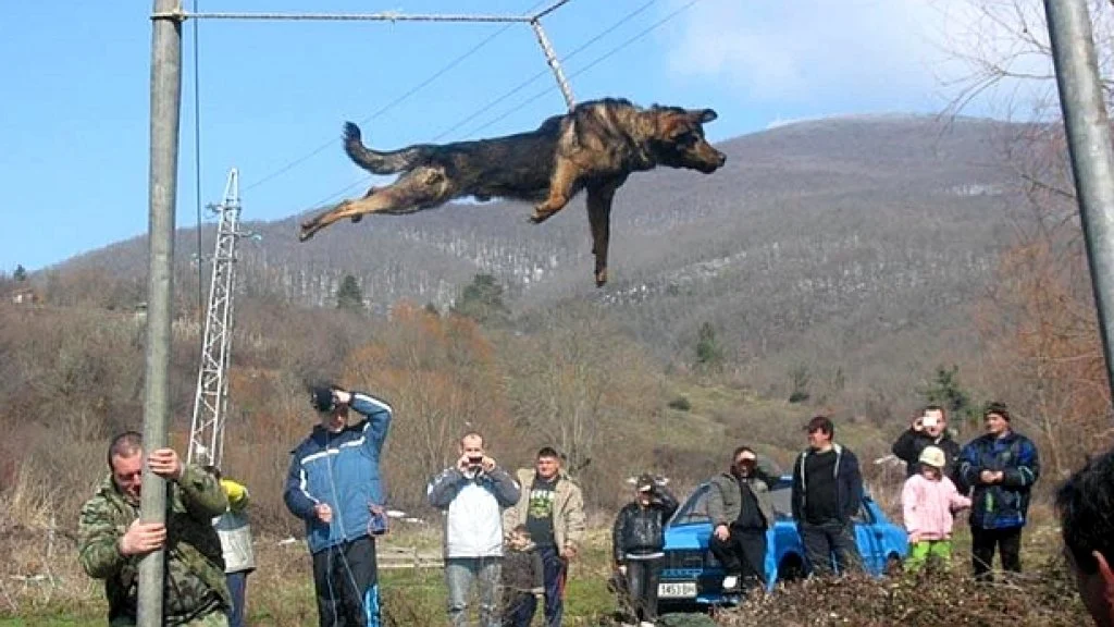 тричане