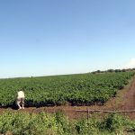 Краставичари от Разградско решиха да "продават краставици" на данъчни и банкери.