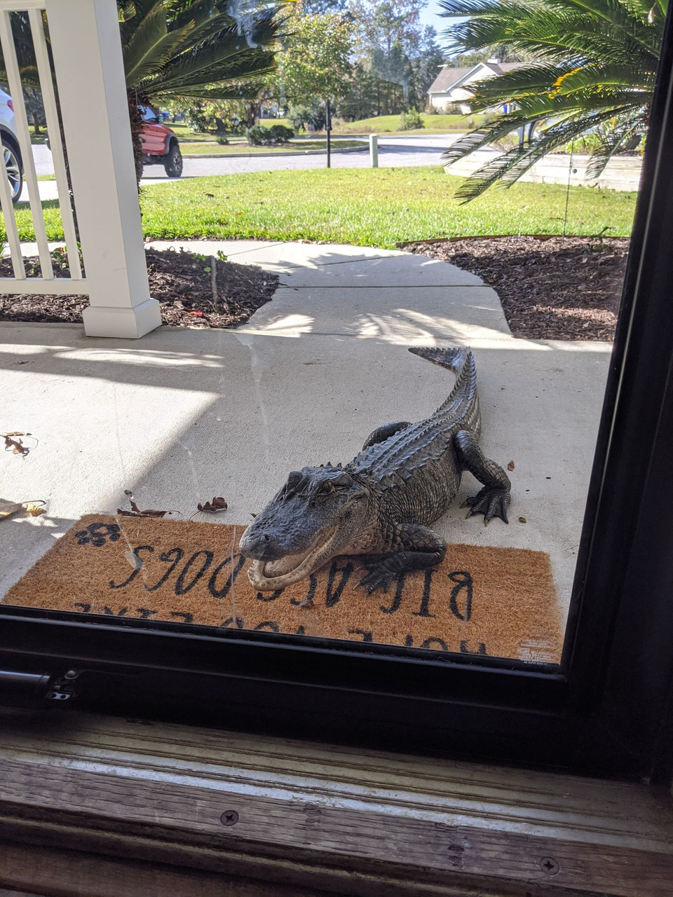 aligator