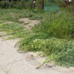 марихуана