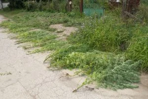 марихуана