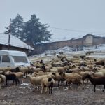 Лабораторията в Монпелие е потвърдила, че в стадата във Велинград има чума