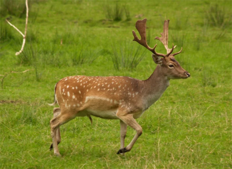Migration Image