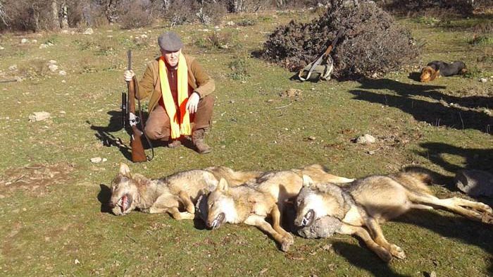 Лютви Местан лов