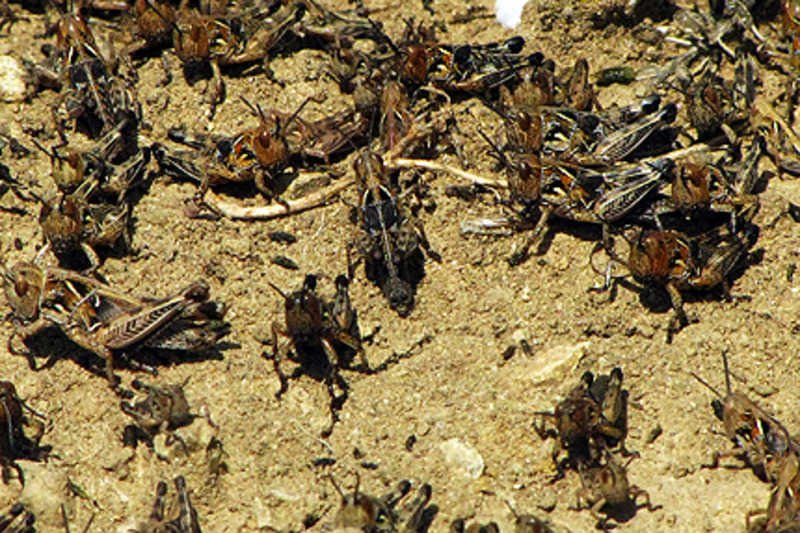 Migration Image