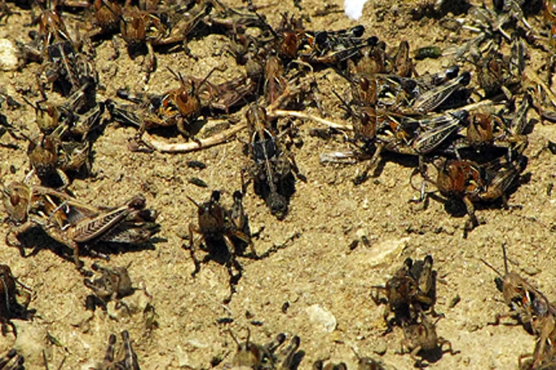 Migration Image