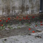 домати протест