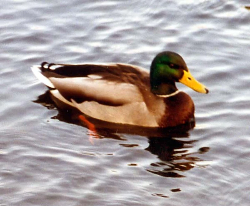 Migration Image