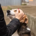 Столичната община се похвали с по-малко бездомни кучета в София