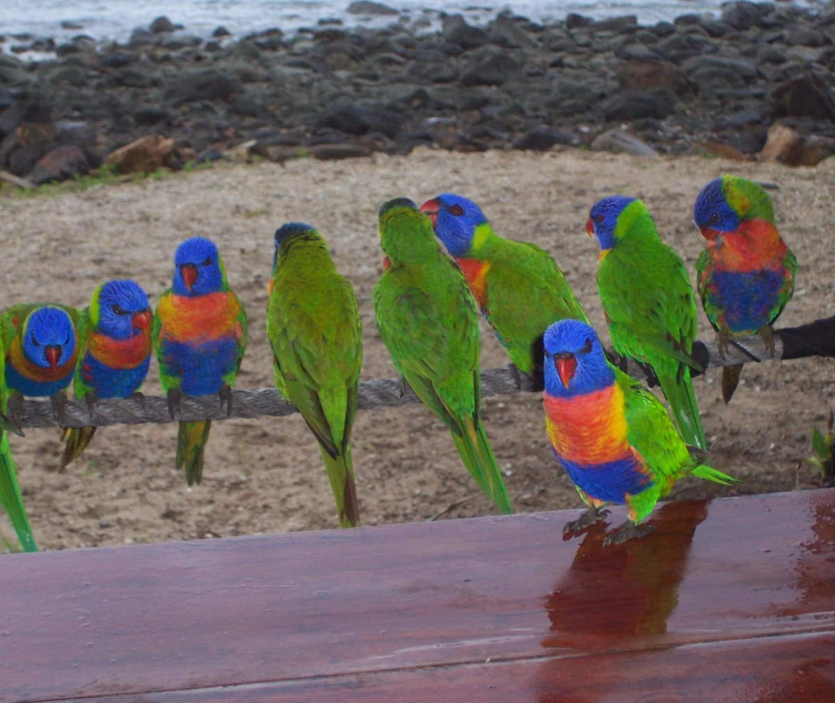 Островите Уитсъндей – къс от Рая, паднал на Земята 6 bezumno nahalnoto malaisko papagalche