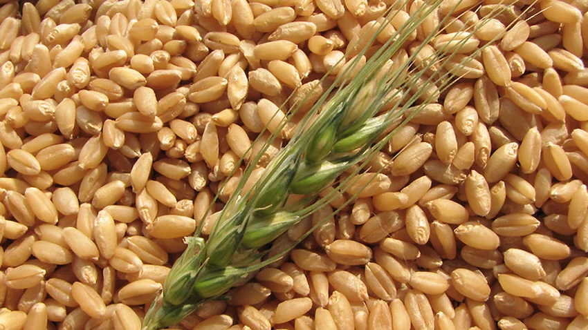 Към началото на 2025 г у нас са регистрирани 5646