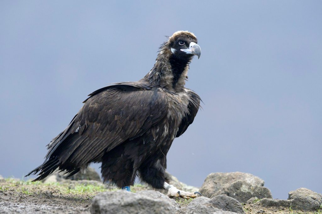 Още шест черни лешояди от Испания пристигнаха в Източните Родопи