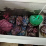 две кланици