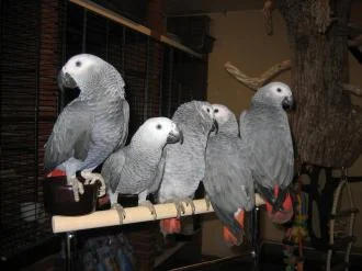 Папагали Жако