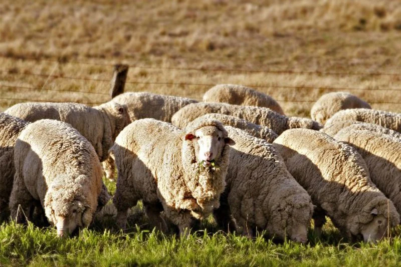 Migration Image