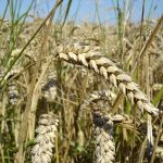 жито