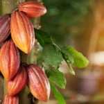 Бизнесдамата Кейт Фоцо инвестира 28.3 млн. долара извън какаовата индустрия