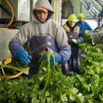 сезонни работници