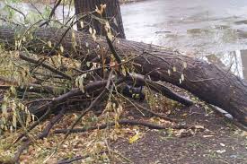 паднали дървета