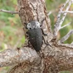 черна златка