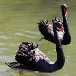 Черни лебеди