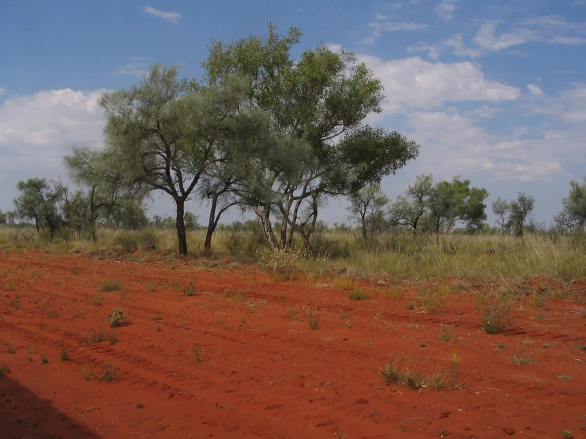 chernite putishta v australia iziskvat edinstveno 4x4 jipove