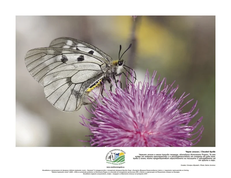 Migration Image
