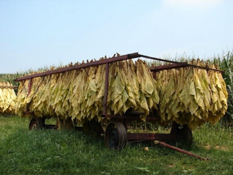 Migration Image