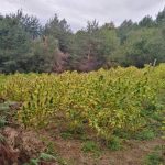 нива канабис