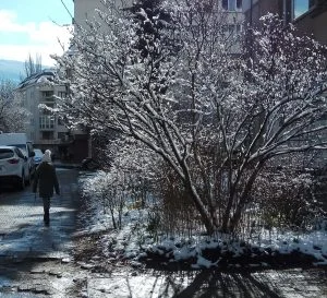 Сняг