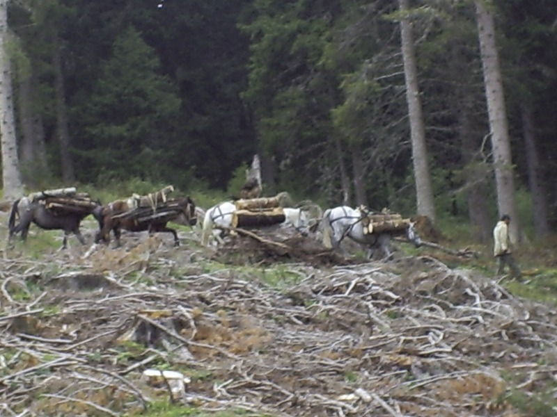 Migration Image