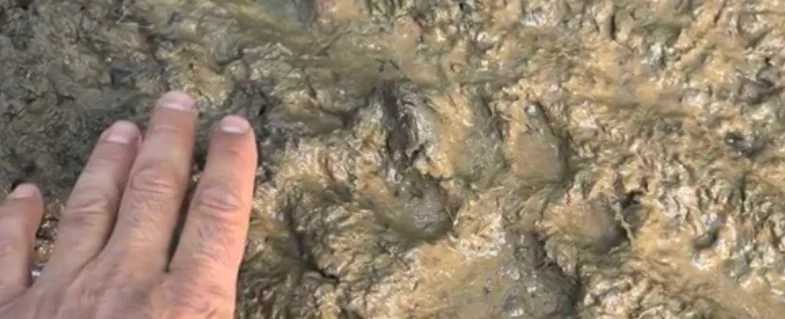 диво животно