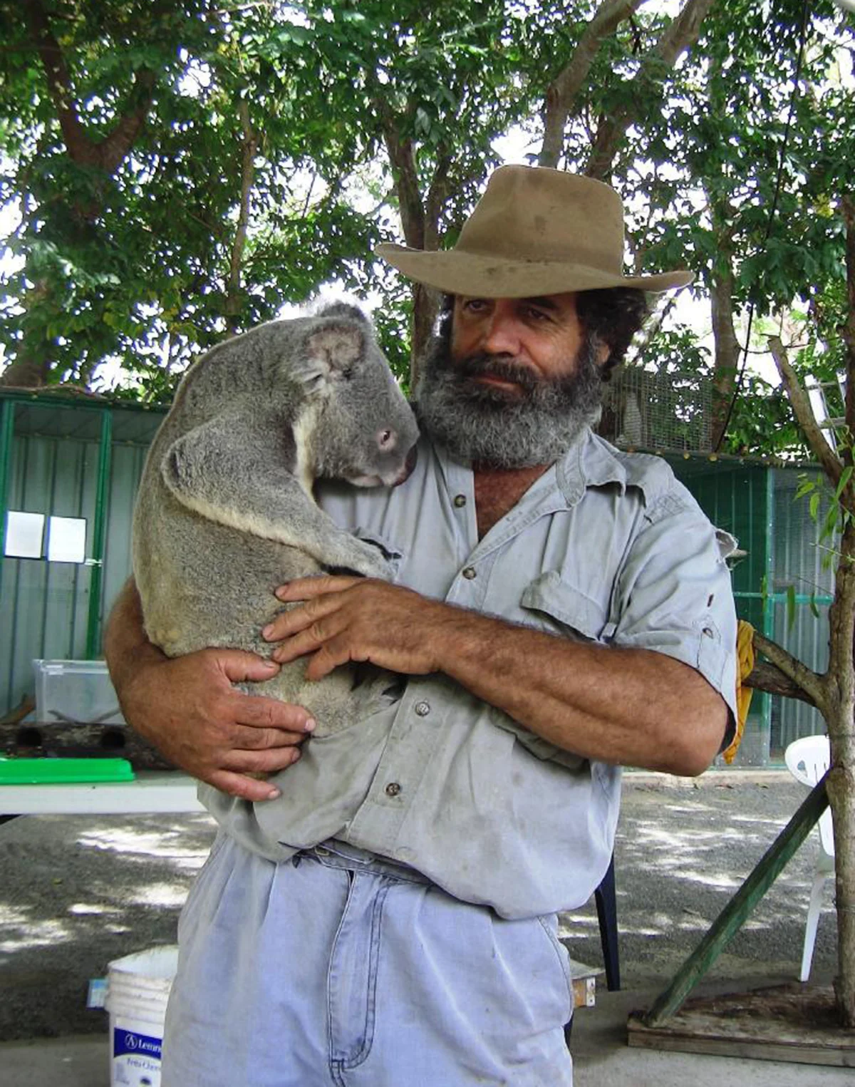 Островите Уитсъндей – къс от Рая, паднал на Земята 8 dobrodushniqt bill s koala