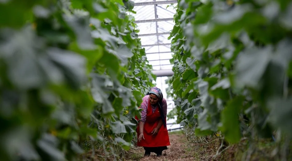 Борислав Гуцанов