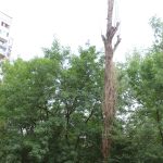 Изсъханало дърво Мусагуница