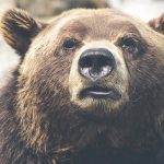 Три министерства с протокол, който въвежда нови правила за действие при навлизане на мечки в населени места