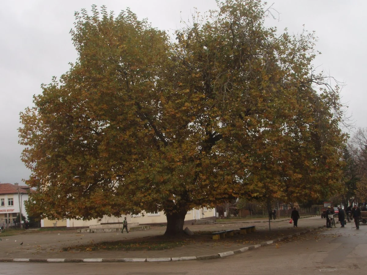 Чинарът в село Арчар