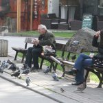 гълъби пенсионер