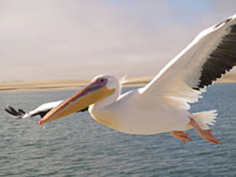 Migration Image