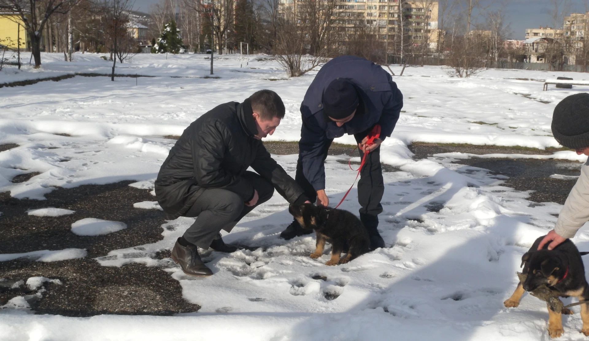 МВР шеф кучета
