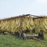 “Плевен БТ”ще продължи да изкупува и преработва едролистни и ориенталски тютюни за двете цигарени фабрики в холдинга - “Благоевград БТ” и “София-БТ”.