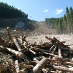 ЕС обсъжда ново отлагане на закона срещу обезлесяването под натиск от индустрията и държави членки