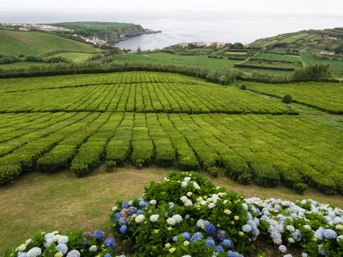 edinstvenata chaena plantaciq na teritoriqta na ec