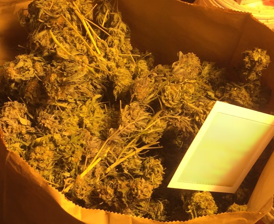 марихуана