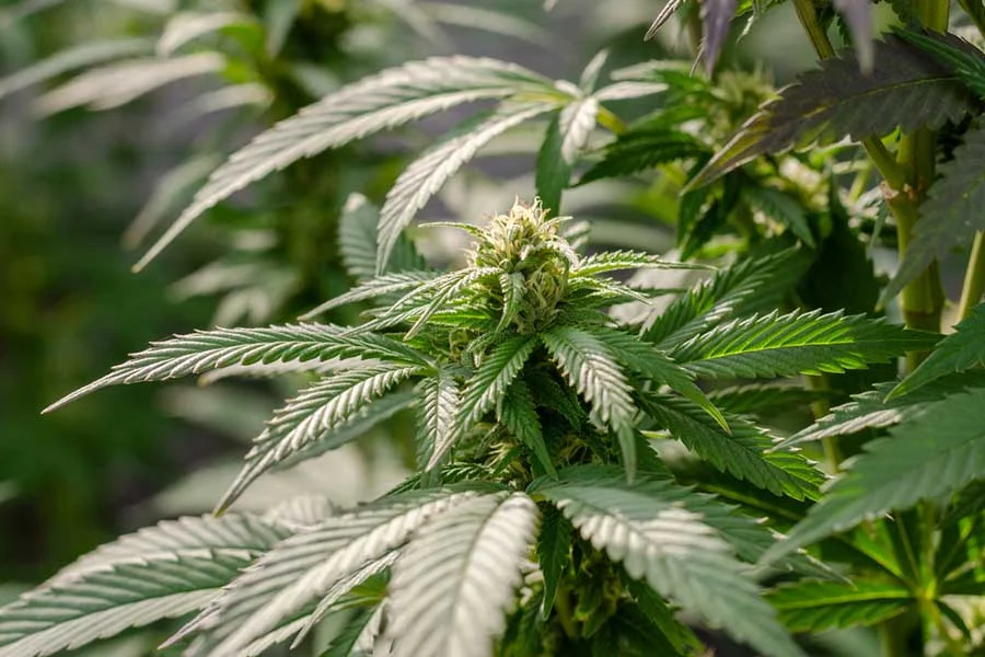 endokanabinoidna sistema funkcii polzi thc cbd 3.jpg.wpt4 1735243 9b09f2ce21 0
