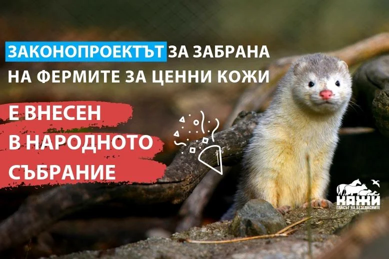 норка