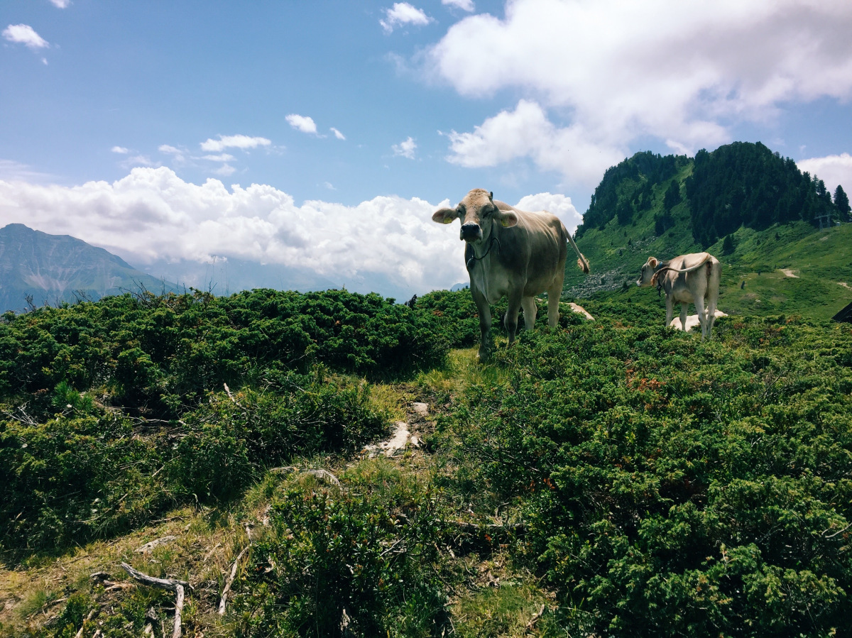 паша н паркове