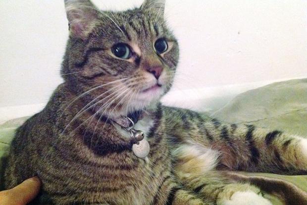 котка